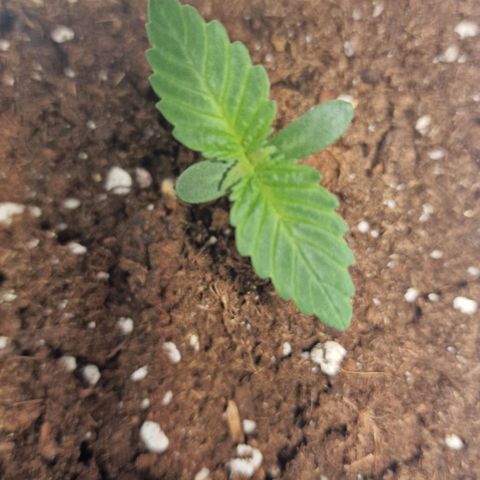 Haze Berry growlog timeline photo
