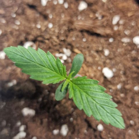 Haze Berry growlog timeline photo