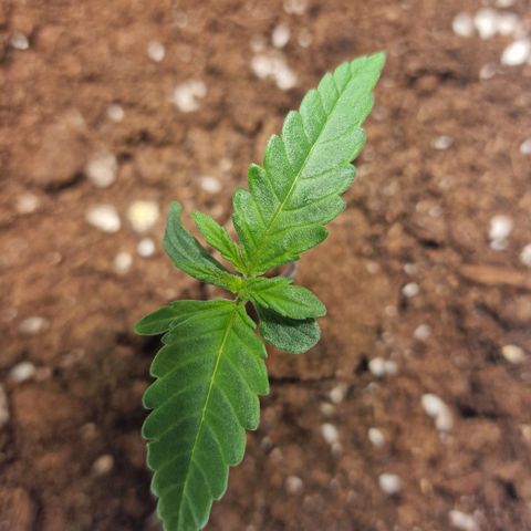 Haze Berry growlog timeline photo