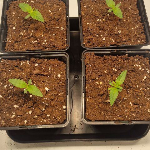 Haze Berry growlog timeline photo