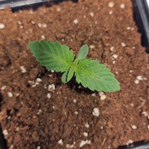 Haze Berry growlog timeline photo