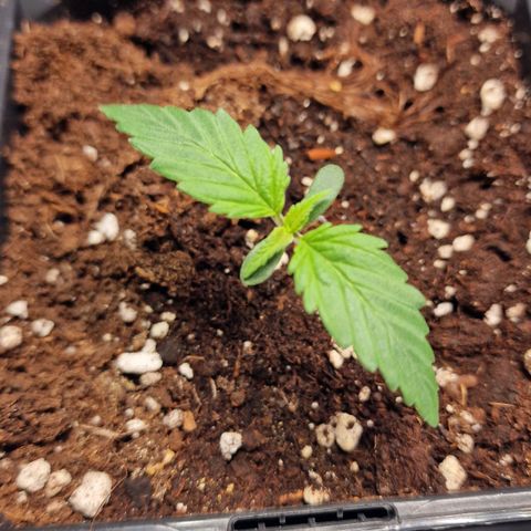 Haze Berry growlog timeline photo