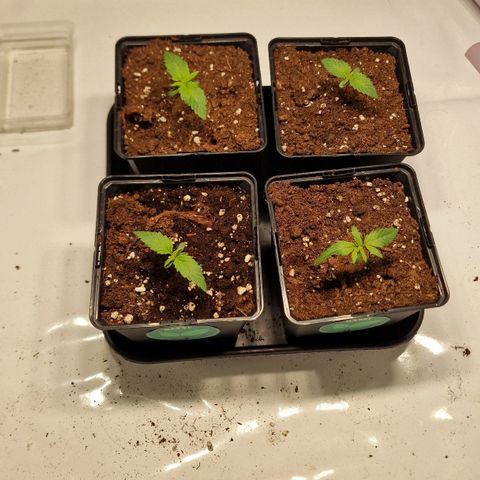 Haze Berry growlog timeline photo