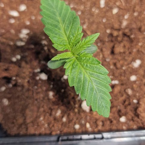 Haze Berry growlog timeline photo