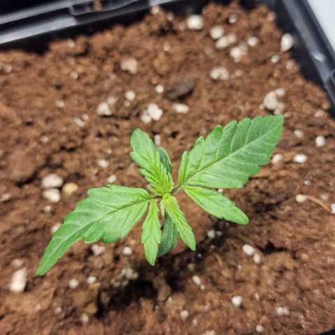 Haze Berry growlog timeline photo