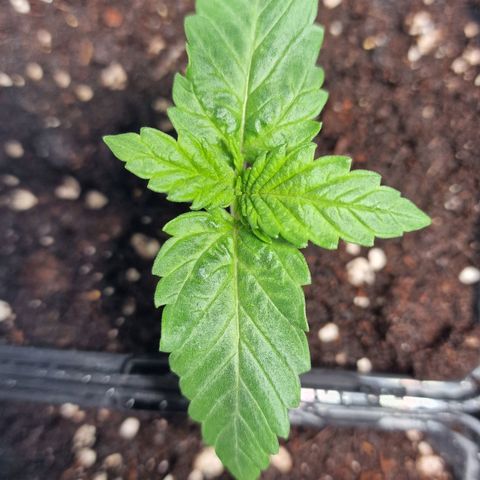 Haze Berry growlog timeline photo