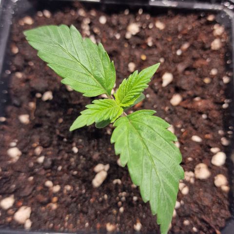 Haze Berry growlog timeline photo