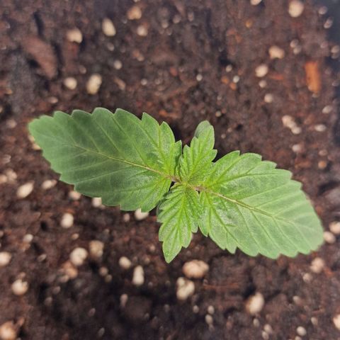 Haze Berry growlog timeline photo
