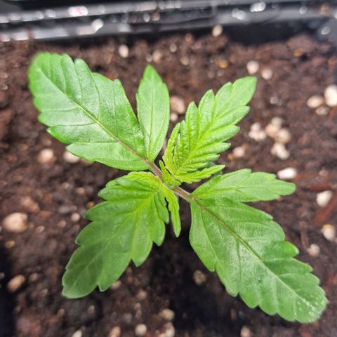 Haze Berry growlog timeline photo