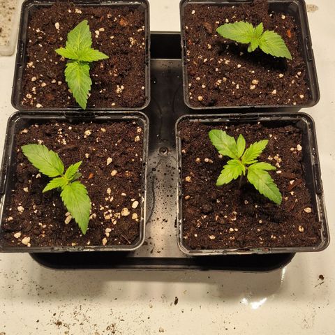 Haze Berry growlog timeline photo