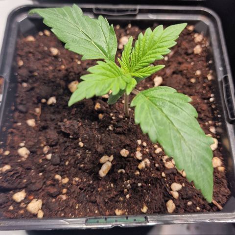 Haze Berry growlog timeline photo