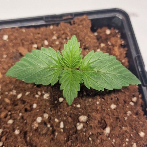 Haze Berry growlog timeline photo