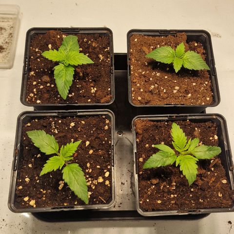 Haze Berry growlog timeline photo