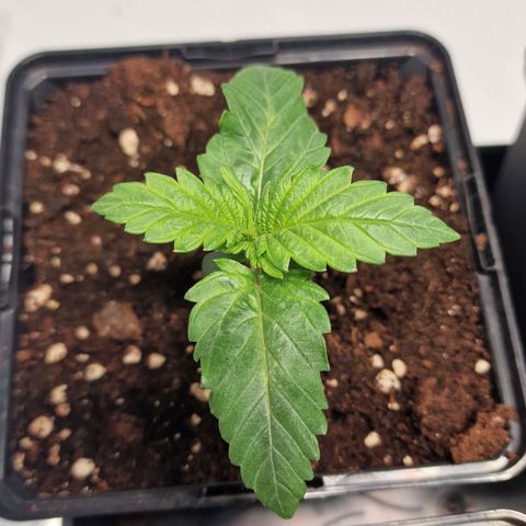 Haze Berry growlog timeline photo