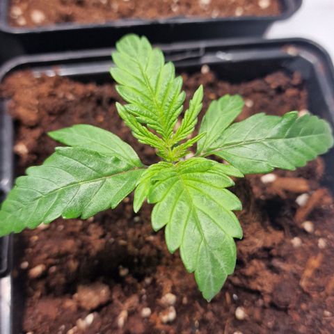 Haze Berry growlog timeline photo