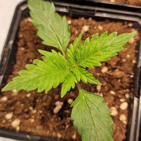 Haze Berry growlog timeline photo