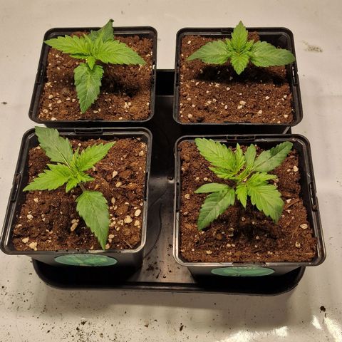 Haze Berry growlog timeline photo
