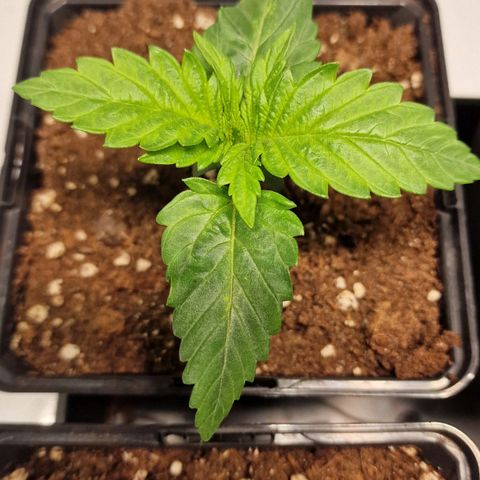 Haze Berry growlog timeline photo