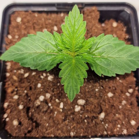Haze Berry growlog timeline photo