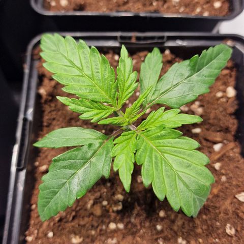 Haze Berry growlog timeline photo