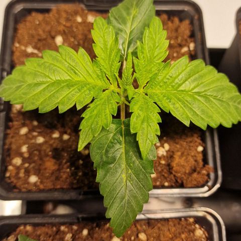 Haze Berry growlog timeline photo