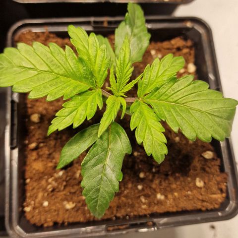 Haze Berry growlog timeline photo