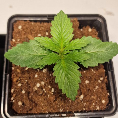 Haze Berry growlog timeline photo