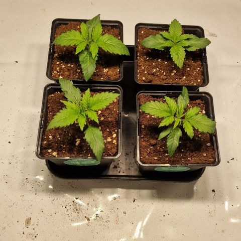 Haze Berry growlog timeline photo