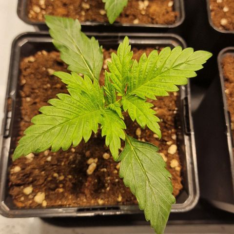 Haze Berry growlog timeline photo