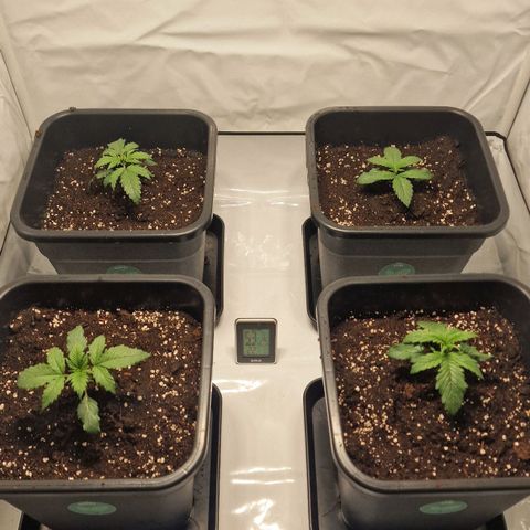 Haze Berry growlog timeline photo