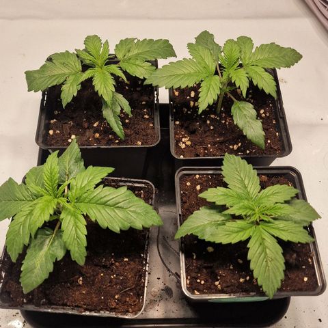 Haze Berry growlog timeline photo