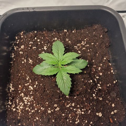 Haze Berry growlog timeline photo