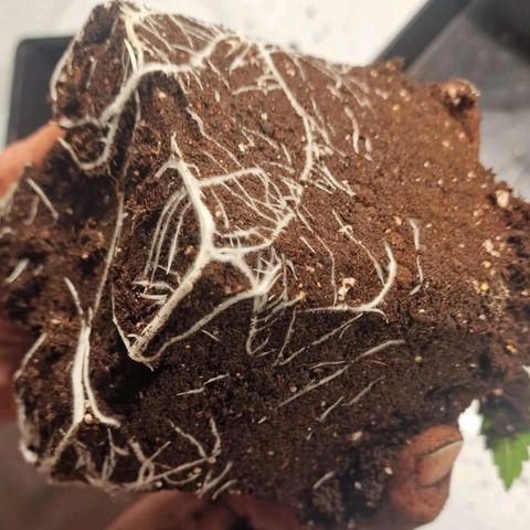 Haze Berry growlog timeline photo