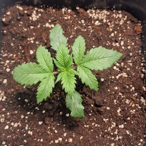 Haze Berry growlog timeline photo