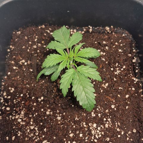 Haze Berry growlog timeline photo