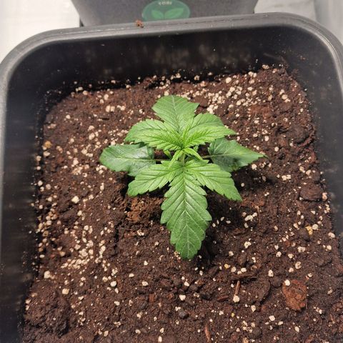 Haze Berry growlog timeline photo