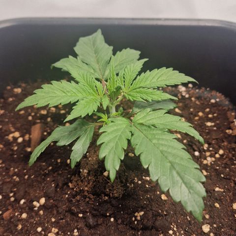 Haze Berry growlog timeline photo