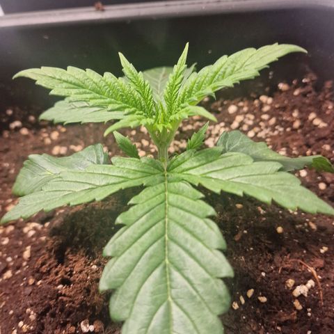 Haze Berry growlog timeline photo