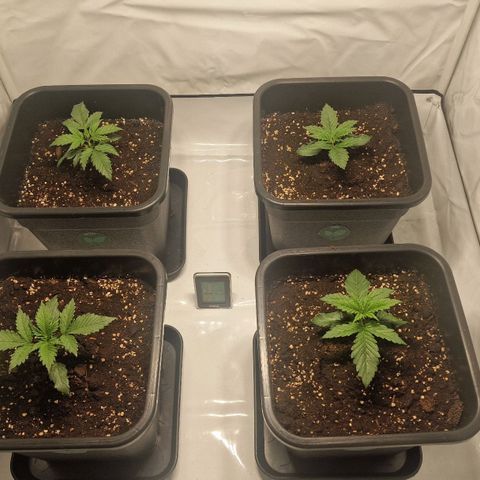 Haze Berry growlog timeline photo