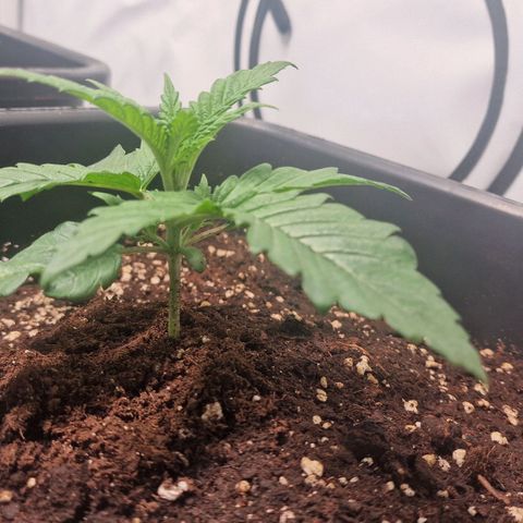 Haze Berry growlog timeline photo