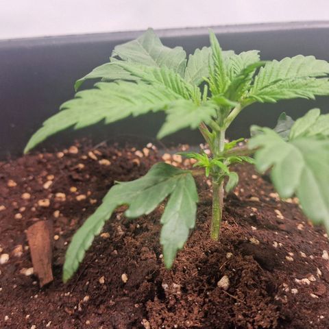 Haze Berry growlog timeline photo