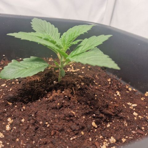 Haze Berry growlog timeline photo