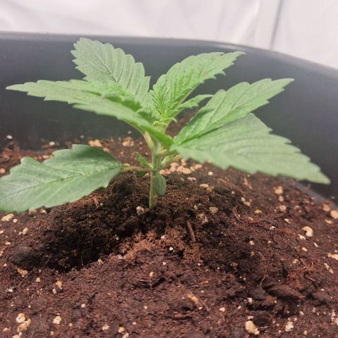 Haze Berry growlog timeline photo