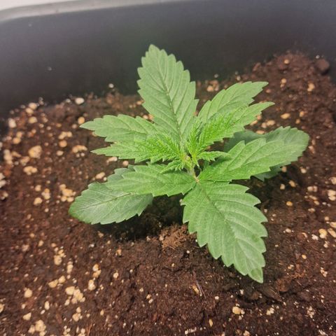 Haze Berry growlog timeline photo