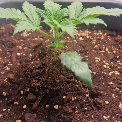 Haze Berry growlog timeline photo
