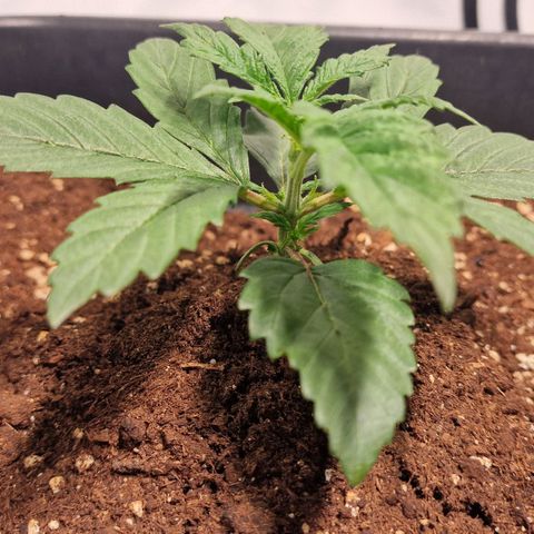 Haze Berry growlog timeline photo