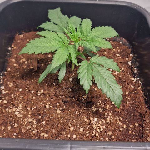 Haze Berry growlog timeline photo