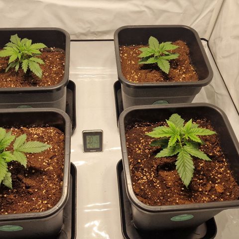 Haze Berry growlog timeline photo