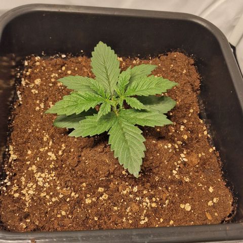 Haze Berry growlog timeline photo