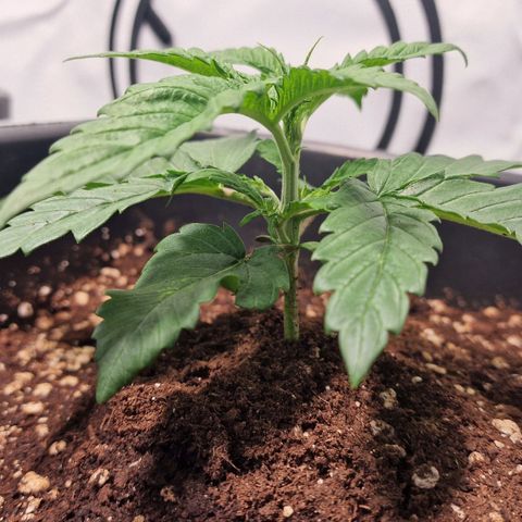 Haze Berry growlog timeline photo